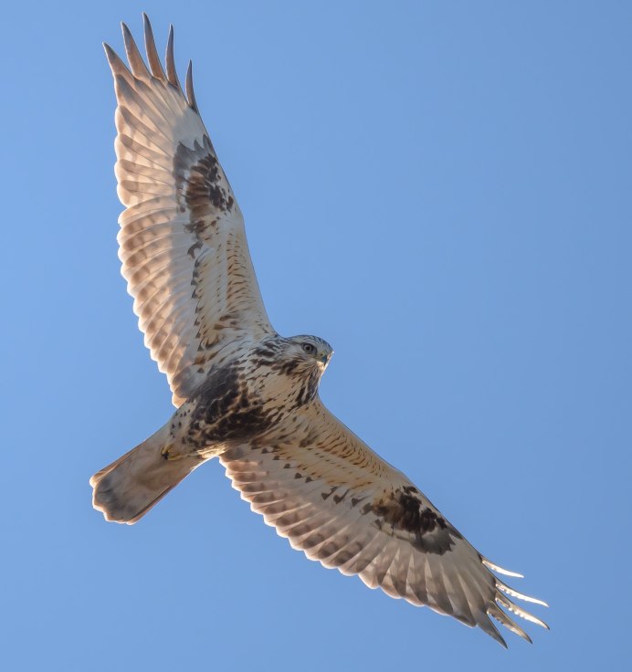 Мохноногий канюк Зимняк