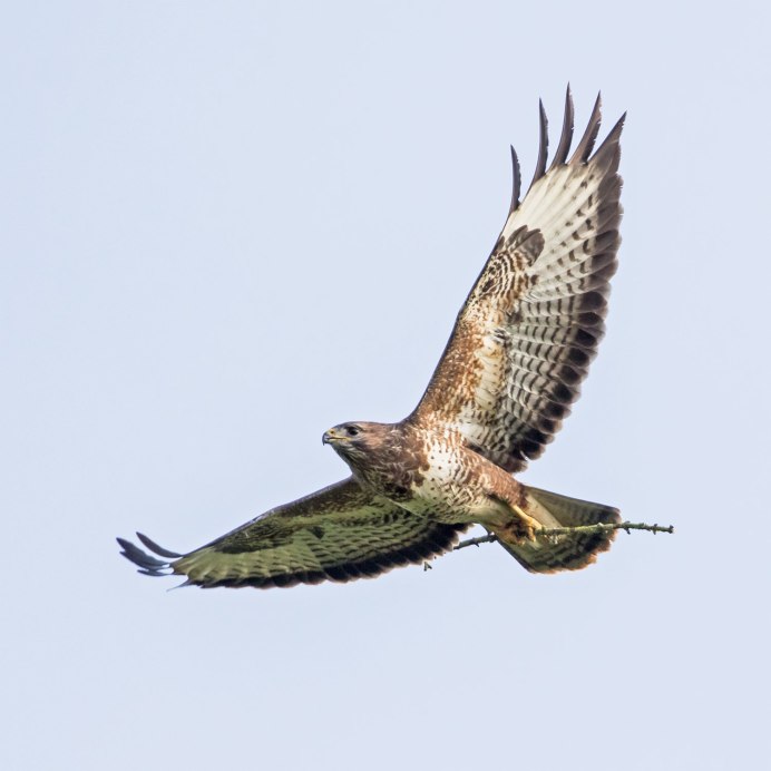 Канюк обыкновенный перелет