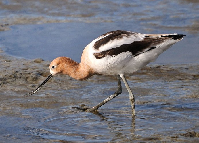 Avocet
