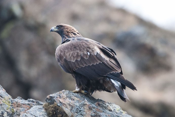 Беркут Aquila chrysaetos