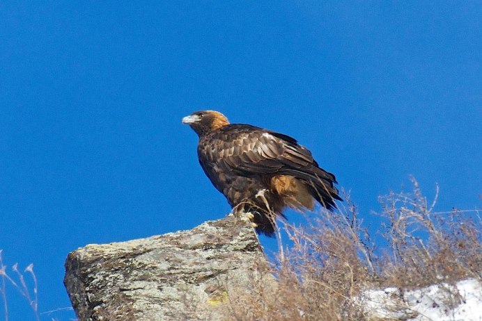 Беркут Aquila chrysaetos (Linnaeus, 1758)