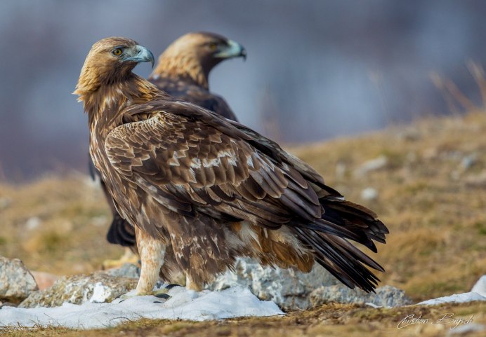 Орел Беркут Дагестана