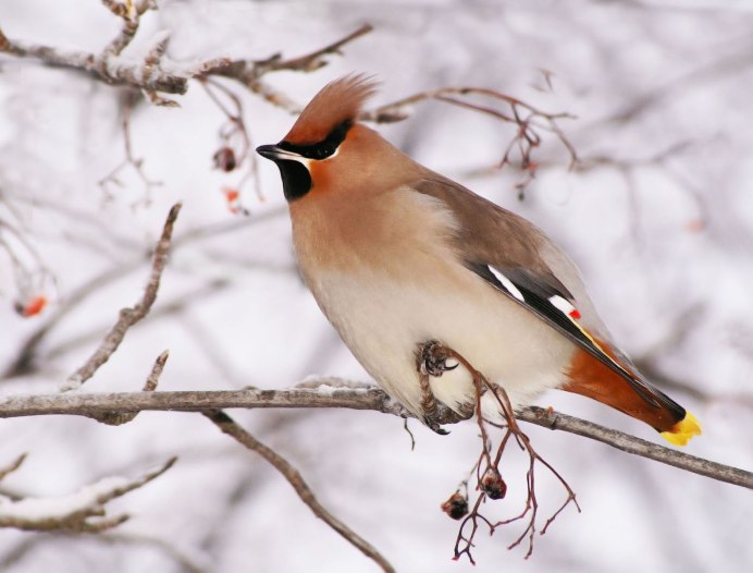 Свиристель обыкновенный (Bombycilla garrulus)