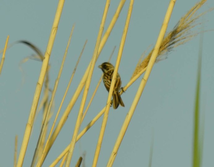 Камышовая овсянка - Emberiza schoeniclus