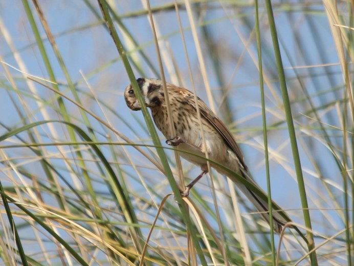 Характеристика Emberiza schoeniclus