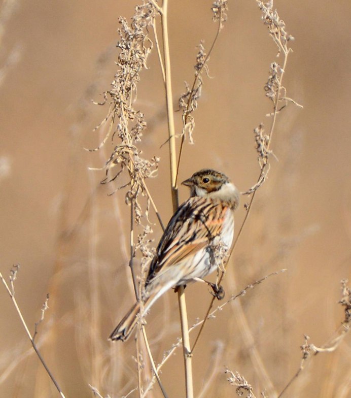 Картинка овсянка-Ремез (schoeniclus Rusticus)