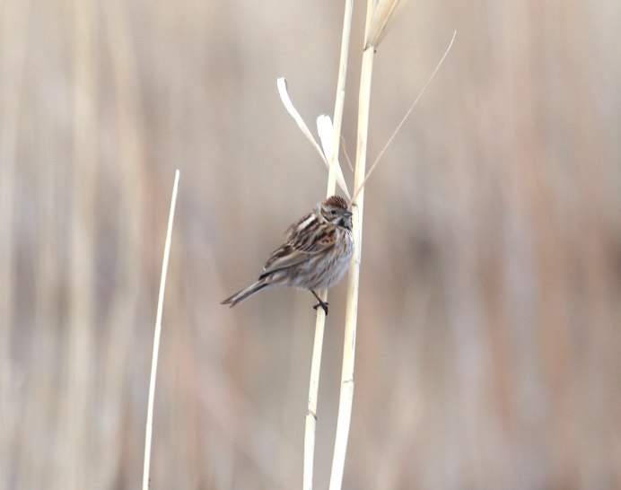 Emberiza schoeniclus Бахтадзе
