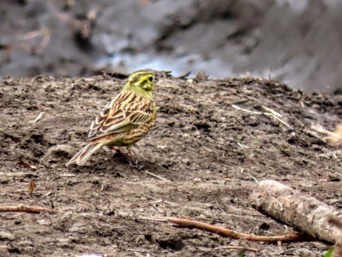 Emberiza pallasi