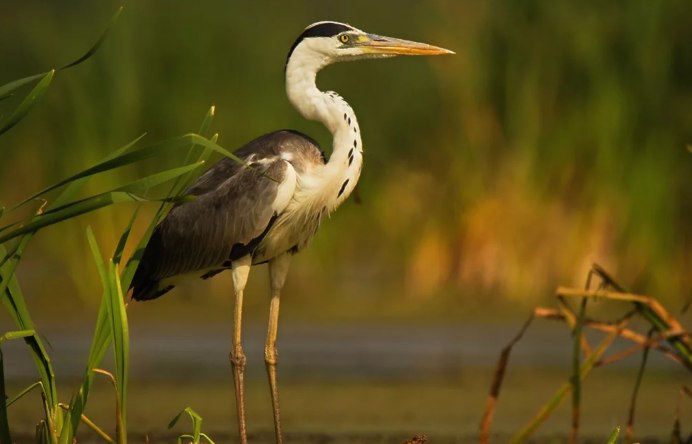 Птица серая цапля
