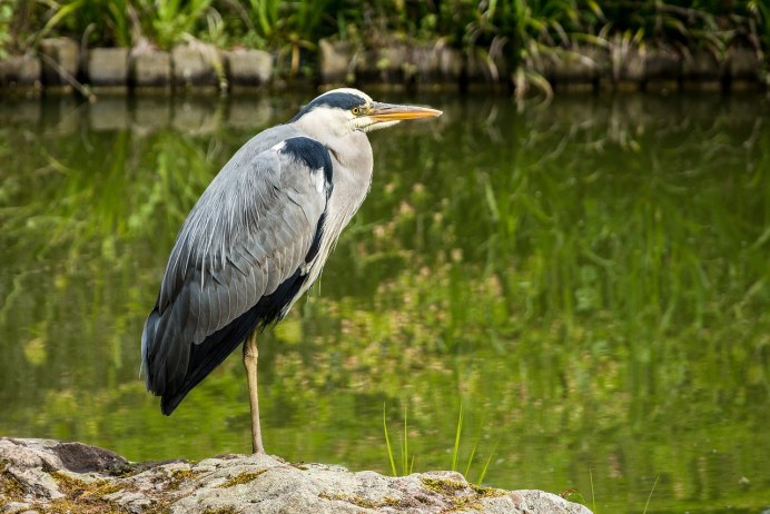 Цапля серая Болотная