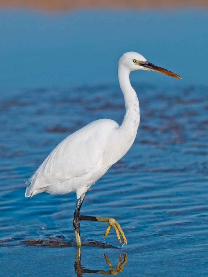 Ейская цапля