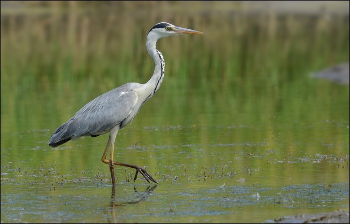 Серая цапля в Подмосковье
