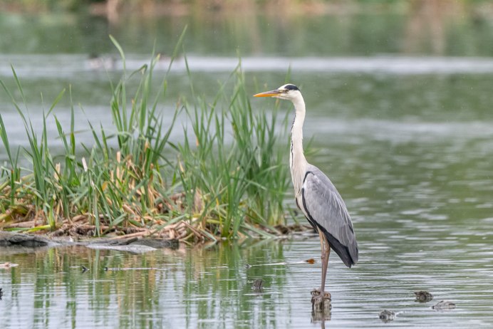 Птица Ardea cinerea