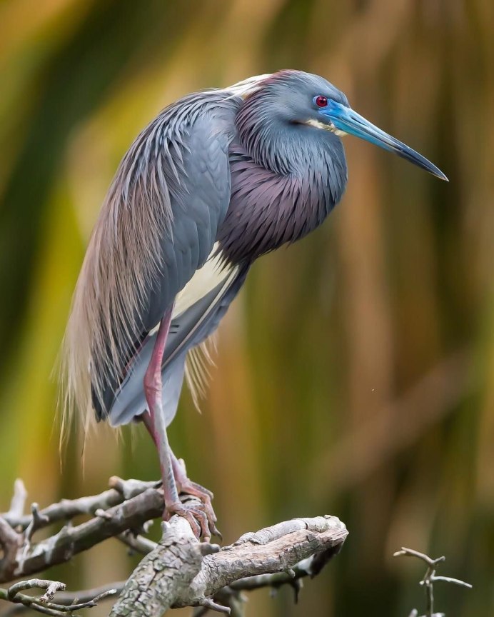 Аист цапля и страус