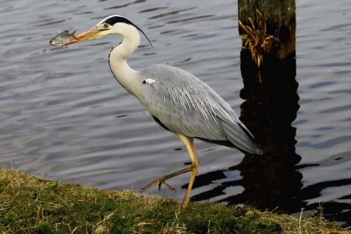Цветная цапля