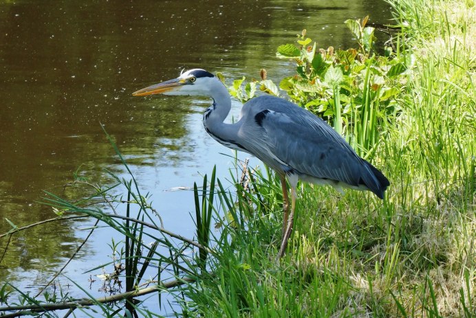 Белая цапля Флорида