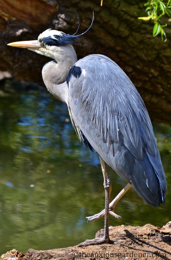 - Серая цапля- серая цапля