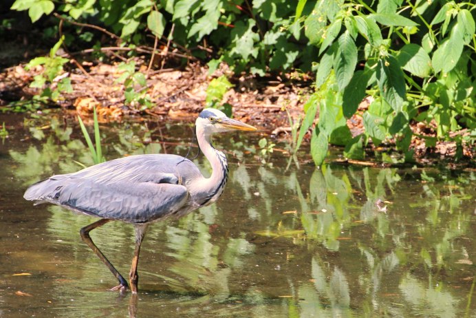 Птица Ardea cinerea