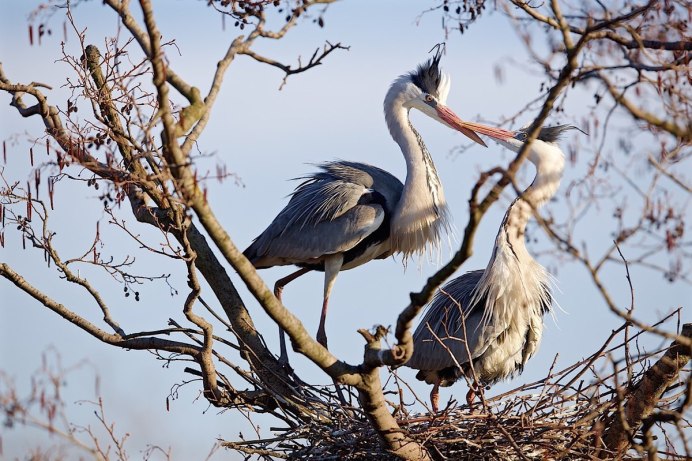 Птица серая цапля