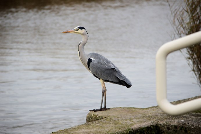 Цапля Херон