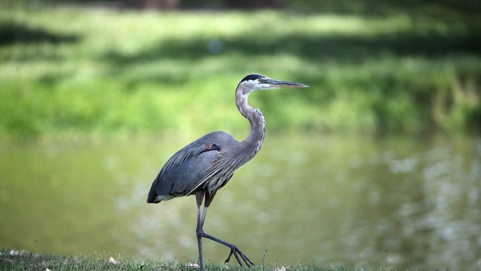 Серая цапля