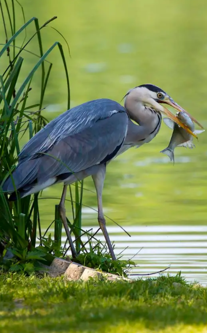 Серая цапля (Ardea cinerea)