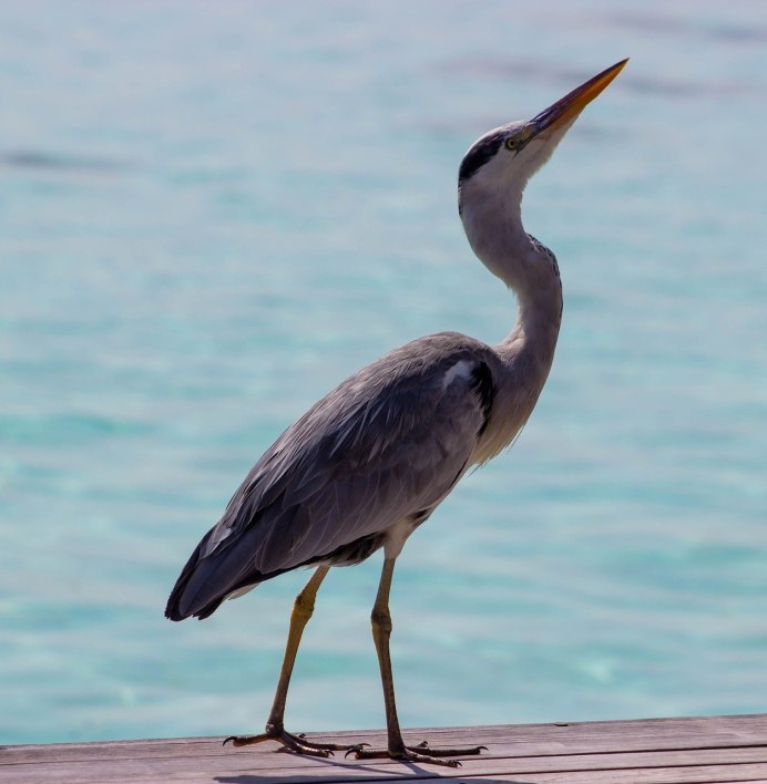 Серая цапля гнездование
