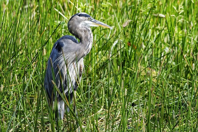 Болотная цапля