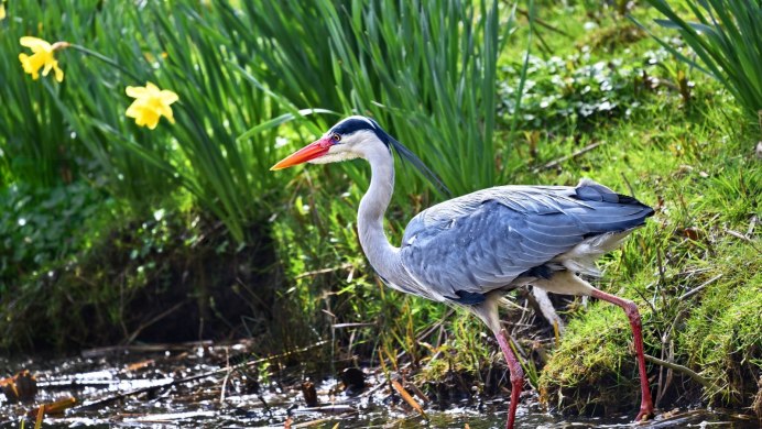 Мадагаскарская цапля