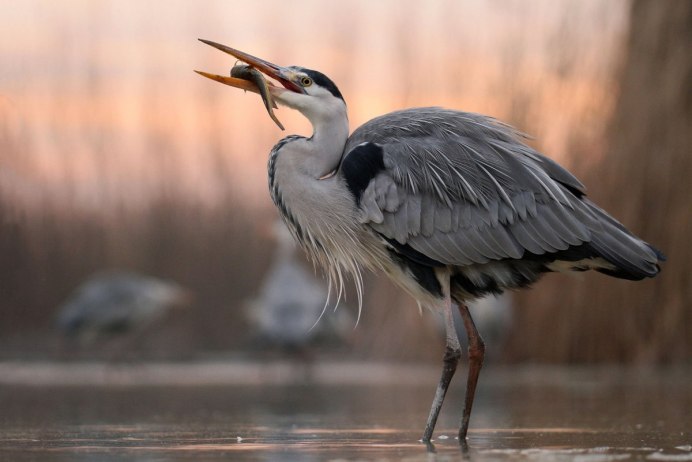 Heron Аист
