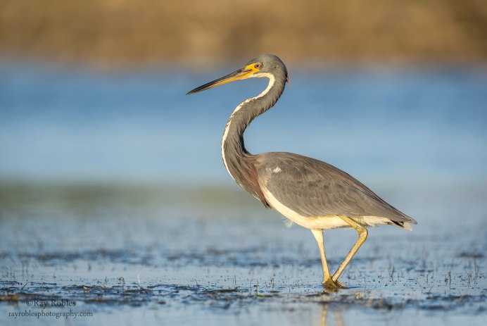 Great Blue Heron птица