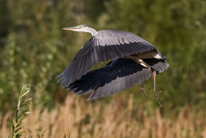 Цапля серая клюв