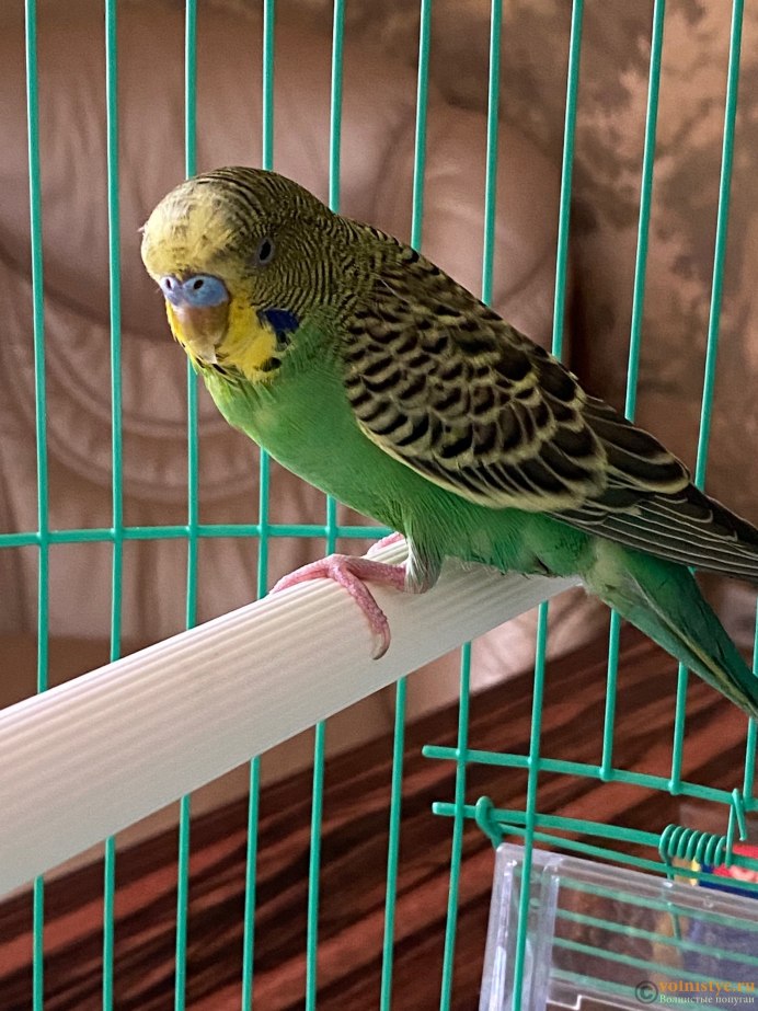 Амазон и ожереловый попугай