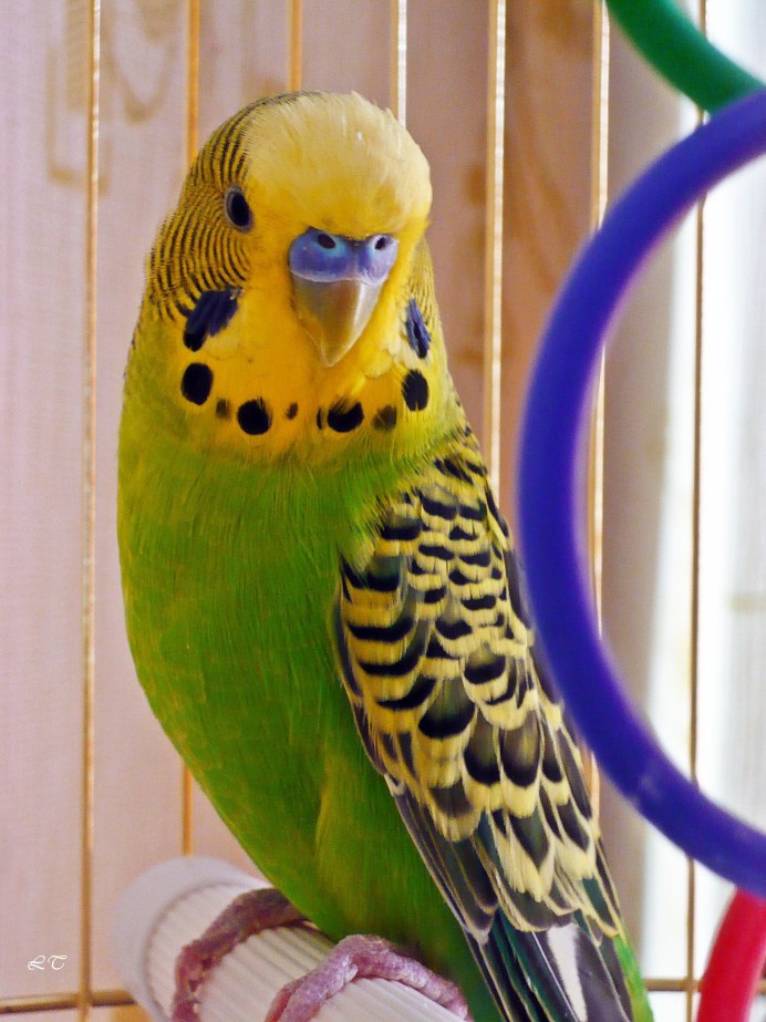 Лорикет Королевский попугай