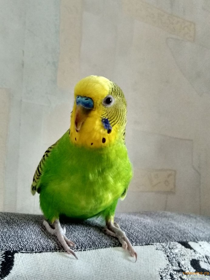 Карликовый попугай Эдвардса