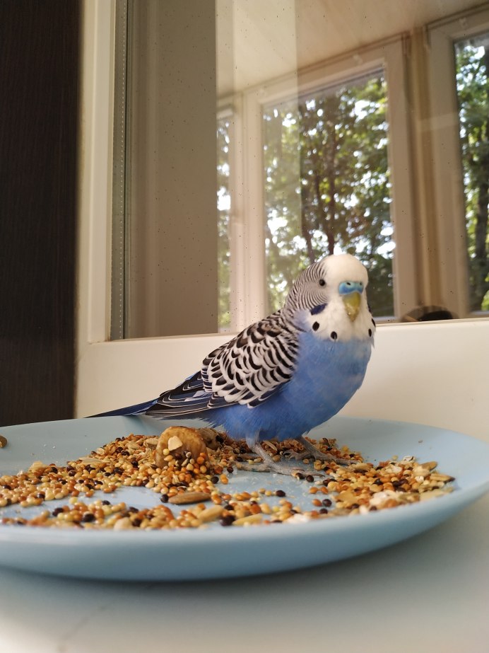 Волнистый попугайчик домашний