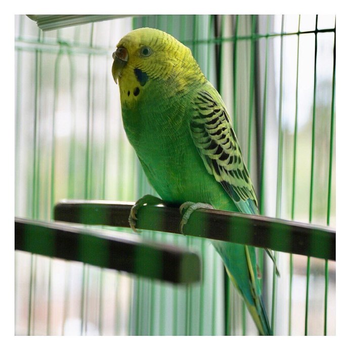 Попугаи неразлучники Какаду