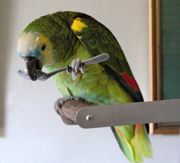 Попугай зеленый волнистик