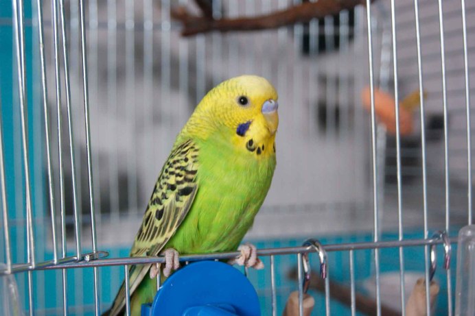 Амазон попугай портрет