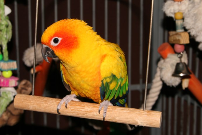 Он, она и попугай фильм