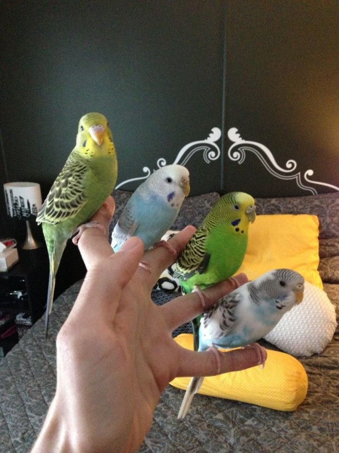 Ожереловый попугай дома