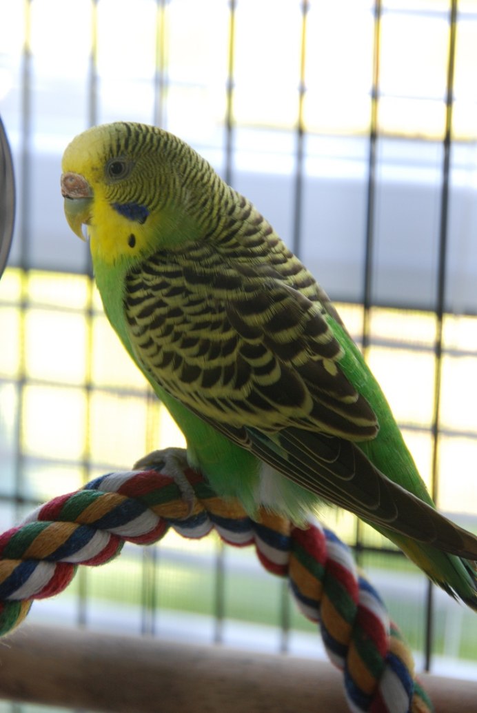 Волнистый попугай лютинос