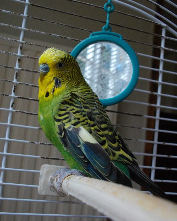 Обои с попугаями