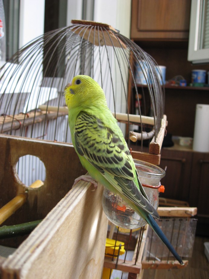 Попугай домашний волнистый