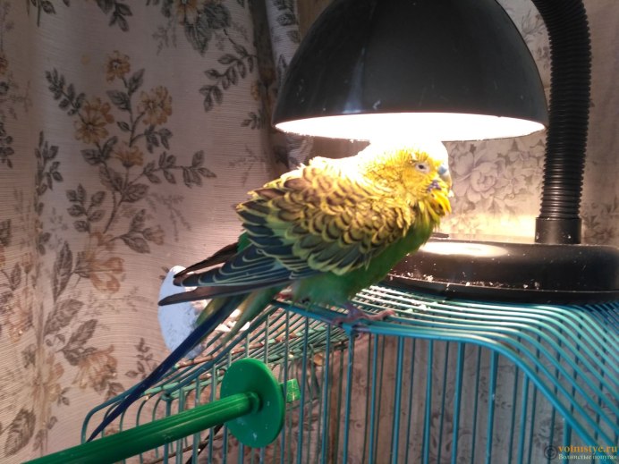 Канарейки неразлучники