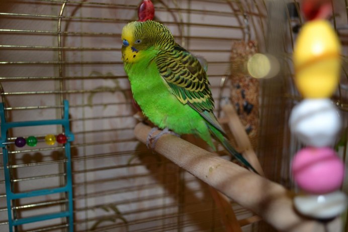 Комнатные попугаи