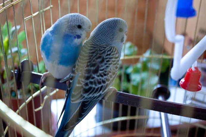 Игровая для волнистого попугая