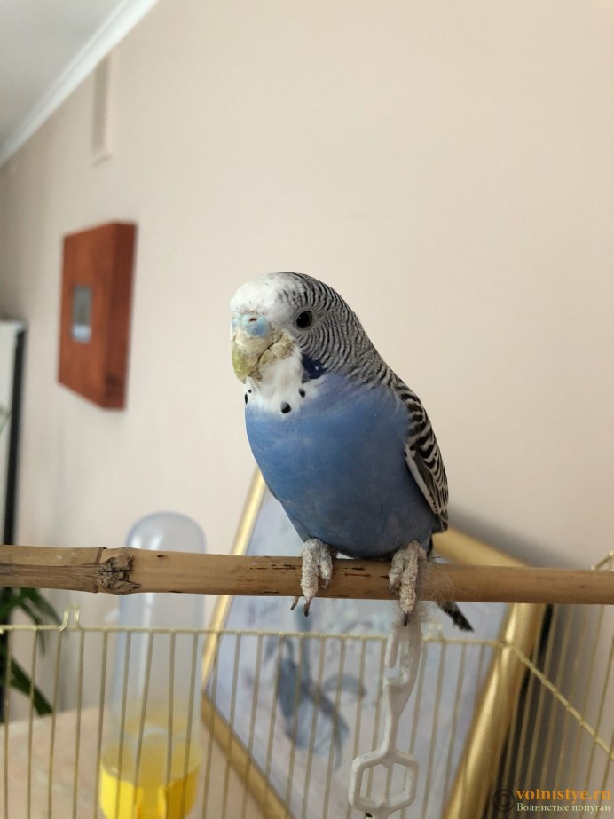 Попугай домашний волнистый