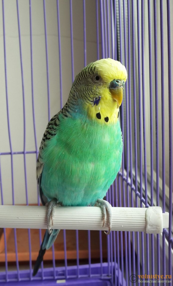Волнистый попугайчик зеленый в клетке