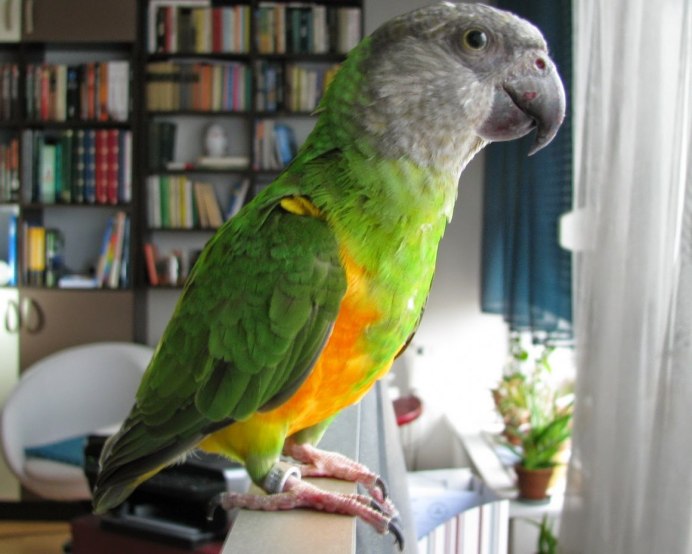 Говорящий попугай